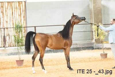 PRETENDIDA RACH - QUASIM CRH x PRECIOSA RACH x TS KHIDAM EL SHAWAN