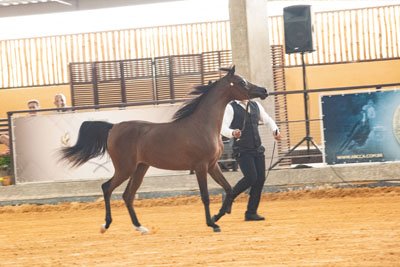 NIRVANA HEC - OPUS ONE ARABCO II x NAYRA HEC x VULCANO HVP