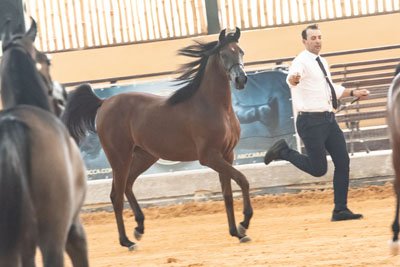 LIVIA JSZ - JYTAN MEIA LUA x DOMITILA UB x MARWAN AL SHAQAB