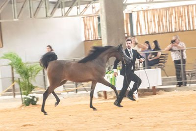 HES ANTONELLA - VIVALDI AL SHAWAN x CHERRIE YPARADISE JM x YPARADISE JM