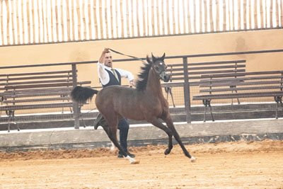 KING MAGNIFICO FWM - RAGNARY GV x PRINCESS ALIYA FWM x *EL TINO