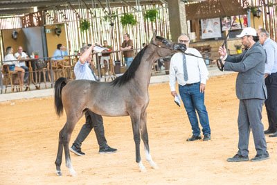 JUSTHUS DI CASH JM - CASH DEL TINO JM x MARS BLOOMING HEC x MARS SIMBAD HEC