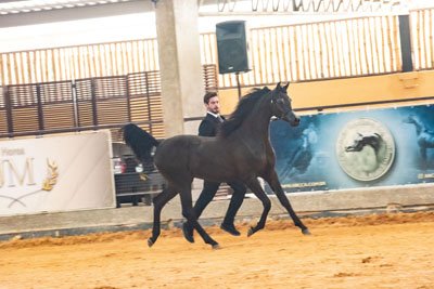 ROYAL BLACKRIVER HBV - PHARAOH HBV x BARBARA HVP (*EL TINO