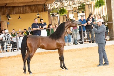 INVICTUS DI CALVIN JM - CALVIN DEL TINO JM x ALYSSA CRYSTAL RLC (VULCANO HVP