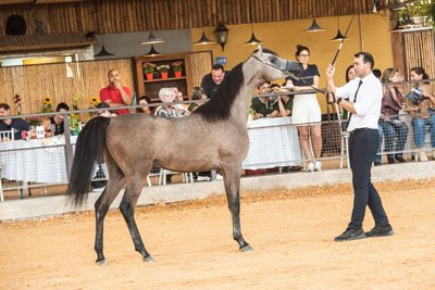  SAMURAI DO DIVINO - JYVAR MEIA LUA x HALYRAH DO DIVINO (HALYR MEIA LUA