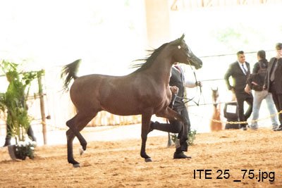 PRINCE AL SHAWAN HEC - FA EL SHAWAN x MARS PRINCESS HEC x MARS SIMBAD HEC
