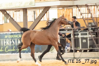 HUNTER DI TERJOI JM - HCE TERJOI x RAMONAH HVP x RFI MAKTUB