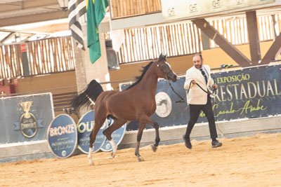 IDEAL RACH - QUASIM CRH x INSIGNIA RACH x EL SHAKHYR