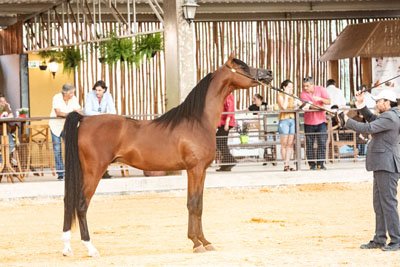 HUNTER DI TERJOI JM - HCE TERJOI x RAMONAH HVP x RFI MAKTUB