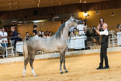 PLANETA RACH - *ELFERUS x PRECIOSA RACH x TS KHIDAM EL SHAWAN