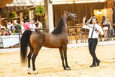 CASH DEL TINO JM - EL TINO x STIG JUSTHINE x WH JUSTICE