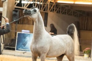 38ª INTERESTADUAL DO CAVALO ÁRABE
