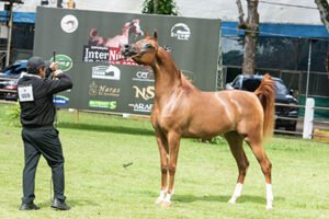26ª EXPOSIÇÃO INTERNÚCLEOS DO CAVALO ÁRABE 2025