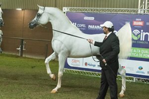 50ª EXPOINGÁ DO CAVALO ARABE 2025