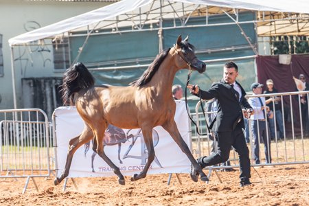 SULTAN DO DIVINO - EKS FAROUK x FAENA LA x *HDB SIHR IBN MASSAI