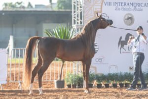 8ª INTERAMERICANA DO CAVALO ARABE 2025