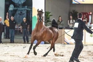44ª EXPOSIÇÃO NACIONAL DO CAVALO ÁRABE
