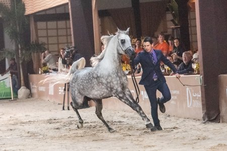 GALLACK FIREHEART JM - FIRE HEART HVP x MARJORIE HVP x *FA EL SHAWAN