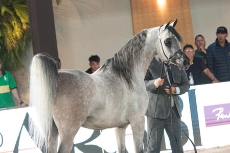 RFI SHARAM - RFI UNIQUE x RFI SAWARI x EXCALIBUR EA