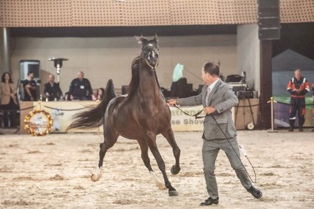 ROYAL DOMINION - DOMINIC M x LUMIAR ETHNA x RFI MAKTUB