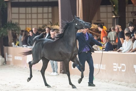 HETERNNYA YPARD JM - YPARADISE JM x MARJORIE HVP x *FA EL SHAWAN