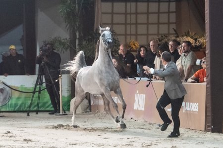 PLANETA RACH - *ELFERUS x PRECIOSA RACH x TS KHIDAM EL SHAWAN