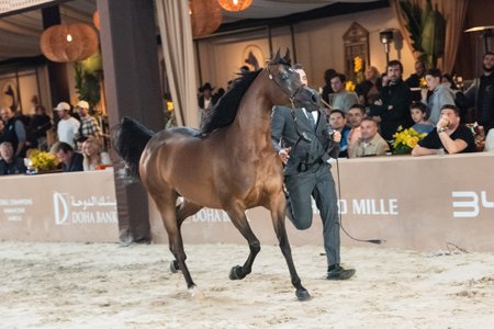 ARIA DHALIA - DELACROIXX x RHIANA FFW x MARWAN AL SHAQAB