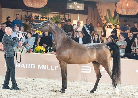 MELODY BY VIVALDI - VIVALDI AL SHAWAN x HAH SWEET VENTURA x HK KEAV POWER