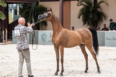 SWEET SEDUCTION - HK GRAN VALEHOSO x PURE SEDUCTION VCM x HK KEAV POWER