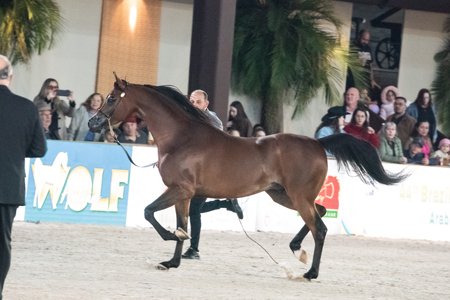 PACO RACH - BANDIT SRA x PERSEPHONE RACH x VULCANO HVP