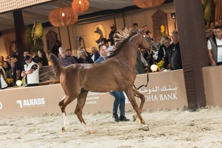 DAIMMEN HVP - NUZYR HCF x MAQNA LEENDA HBV x MAGNUM PSYCHE