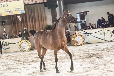 FELMA LA - MASHOOR AL MOHAMADIA x BELA LA x *HDB SIHR IBN MASSAI