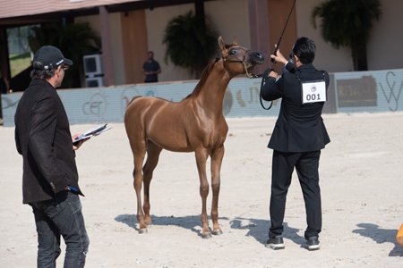 ROBBIE REC - VIVALDI AL SHAWAN x LUMINA REC x ARMANI HVP