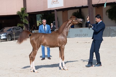JFARINNA DI FADEE JM - AL FADEE SAHARA x CLEMENTINA UB (*x HR MARCEDES