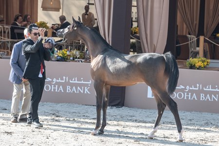 KING MAGNIFICO FWM - RAGNARY GV x PRINCESS ALIYA FWM x *EL TINO