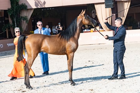 JAKLAN DI PSCORE JM - PSCORE x SHAKLINA EL JAHD HEC x JAHD EL JAMAAL