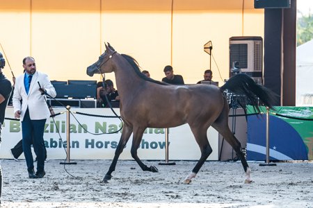 PRETENDIDA RACH - QUASIM CRH x PRECIOSA RACH x TS KHIDAM EL SHAWAN