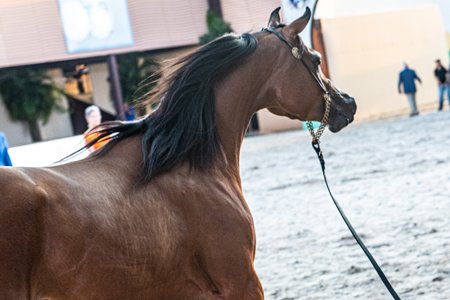 MISTIC RADMAN HVP - AJ RADMAN x MISTCKY MARAJJ HVP x MARAJJ