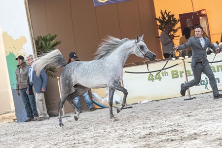 GADIHRA DI CALVIN JM - CALVIN DEL TINO JM x NADIRAH CAROL x BRACCOS CAROL