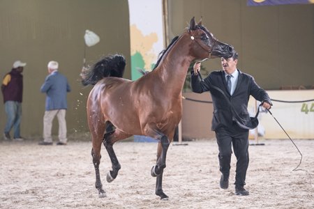 PREDESTINADO RACH - BANDIT SRA x PRECIOSA RACH x TS KHIDAM EL SHAWAN