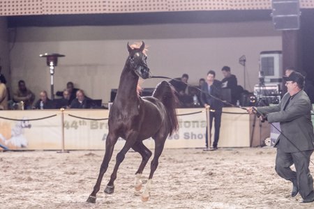 AN VICTOR - SM AZRAFF x MC VITORIA x VITORIO TO