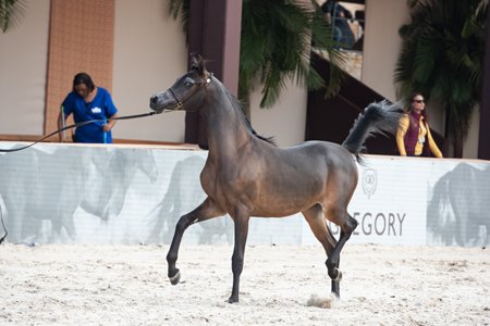 ROYAL JAFAR - ROYAL ASAD x CER FANCY x *BANDIT SRA