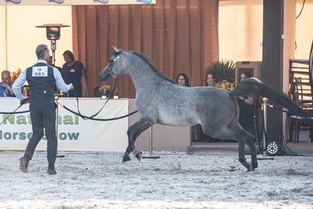 DOMENICO FWM - DOMINIC M x NAHLA EL MADAN x *EL TINO