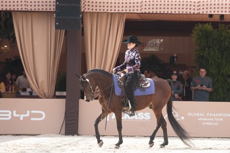 PRINCE OF DESERT FWM - BANDIT SRA x PS DESERT ROSE x MARWAN AL SHAQAB