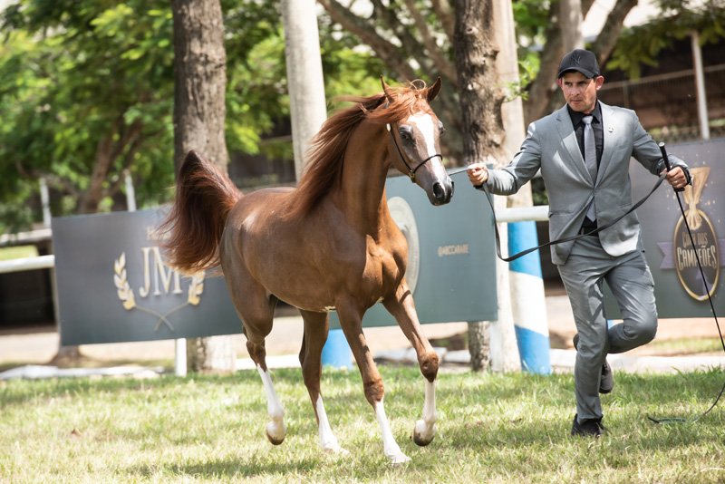 JFARINNA DI FADEE JM - AL FADEE SAHARA x CLEMENTINA UB x *RHR MARCEDES