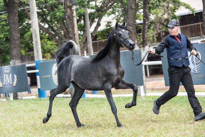 JAXELL JM - AXELL x BLACK DIAMOND MADAN x *BANDIT SRA