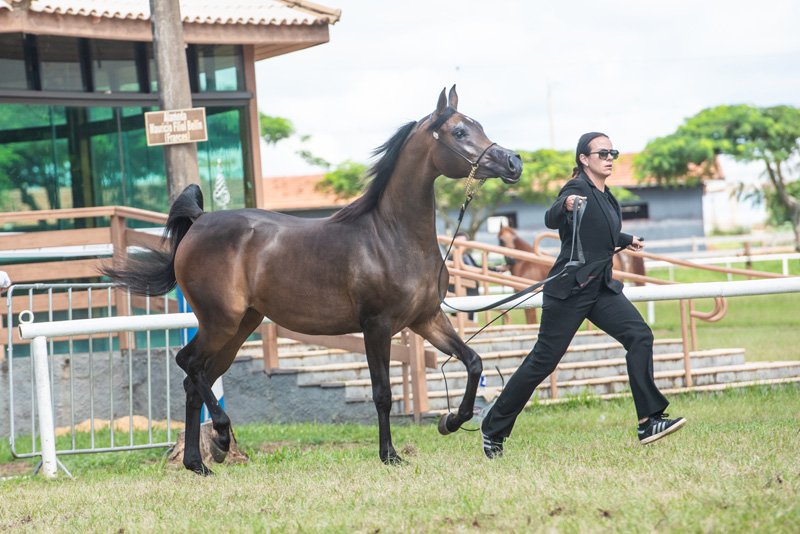 MISS CHARLOTTE FWM - BANDIT SRA x SAHARA DAGHIRAH x *DENALI BHF