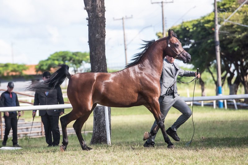 EZZOTICKA JM - THEE APPRENTICE x YDIVINE DI FAMES JM x SIR FAMES HBV