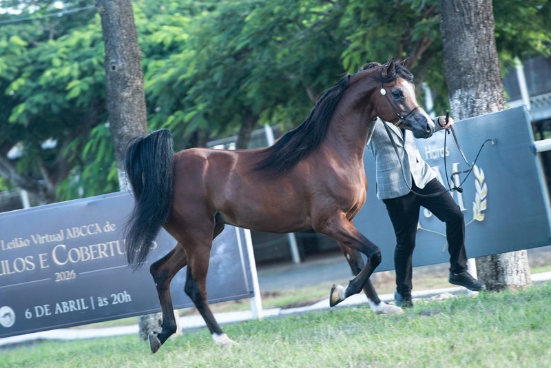 GALLAX D'AMBITION JM - BEY AMBITION x STIG JUSTHINE x WH JUSTICE