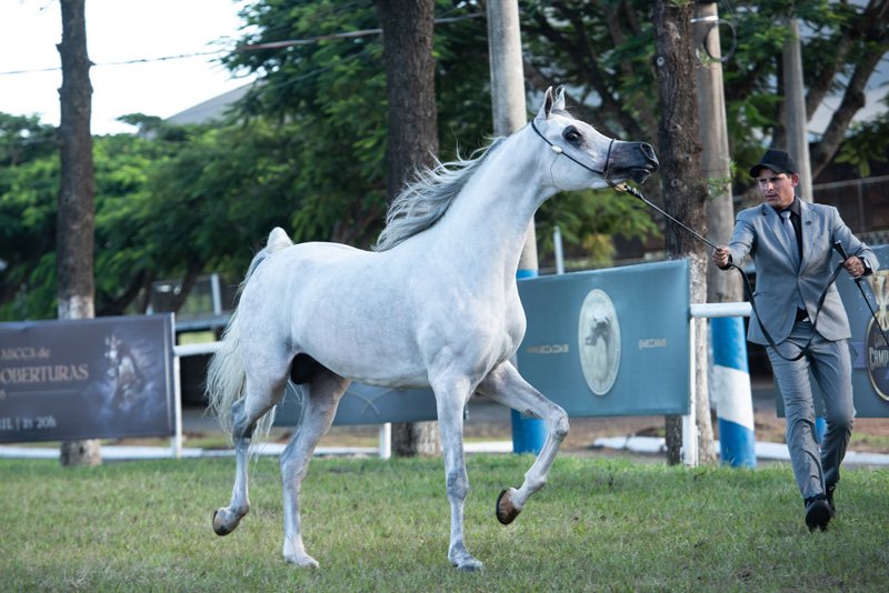 GRAYFIRE JM - FIRE HEART HVP x PSYNFULL IA x PADRONS PSYCHE